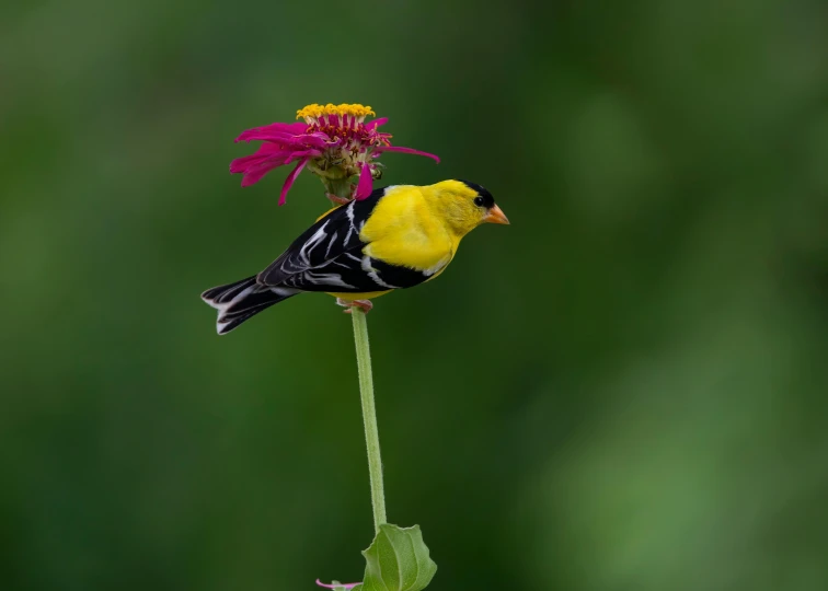 a yellow bird perched on top of a flower