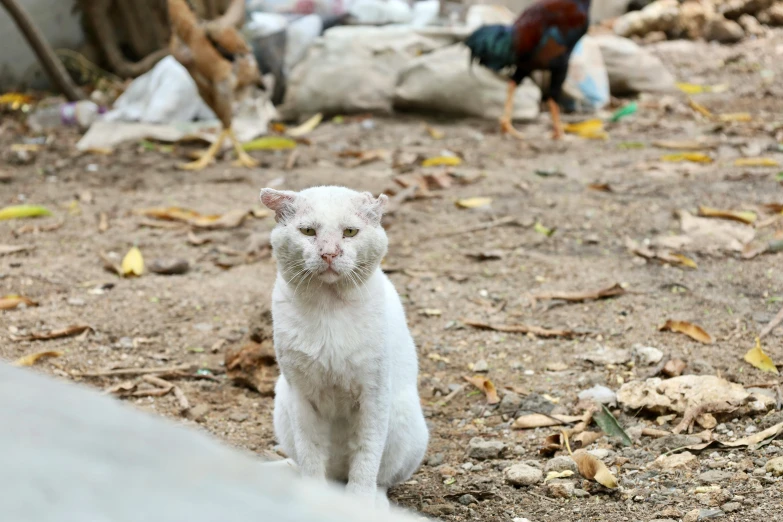 the cat has white fur and is looking at the camera