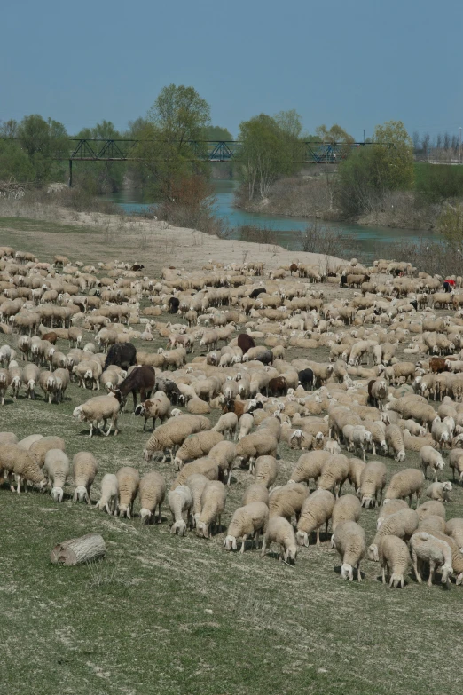 large herd of sheep grazing in a grassy field