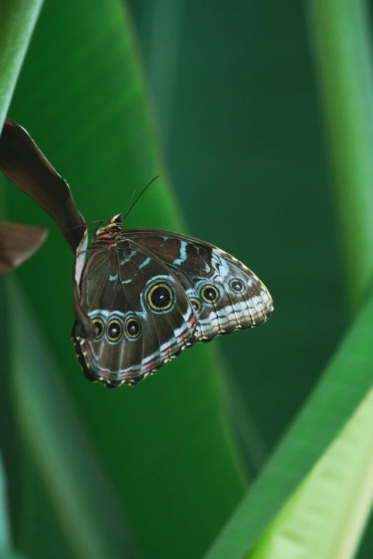 a black and brown erfly is resting on a leaf