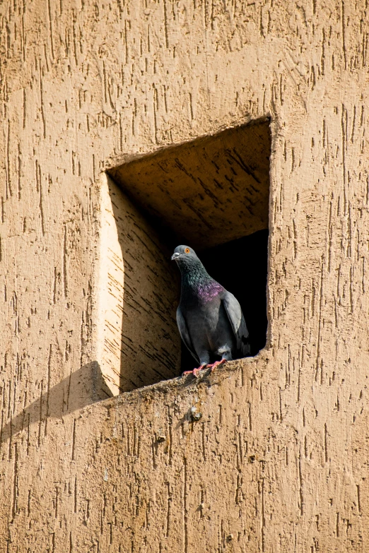 a bird that is sitting on the side of a building