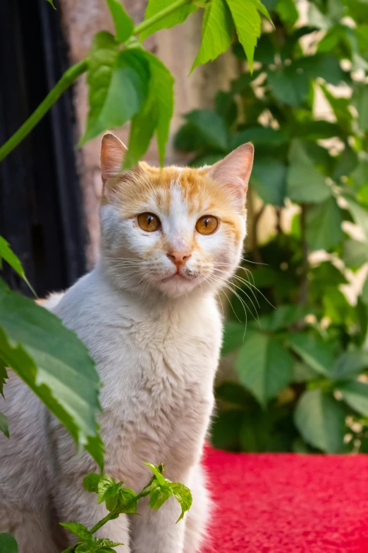 an orange cat sitting behind a green bush