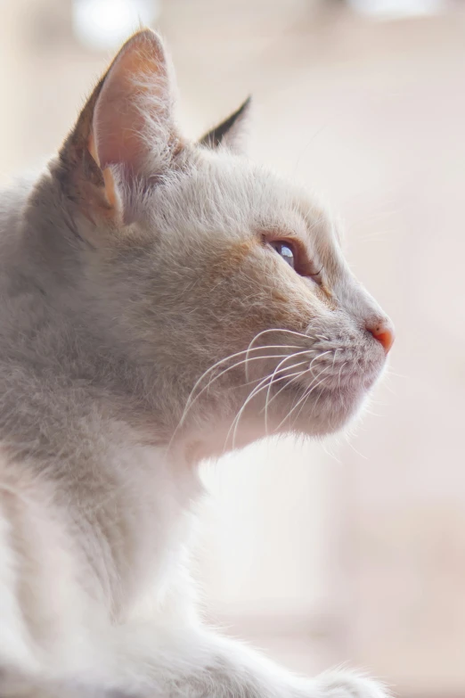 a close up s of a cat looking off in the distance