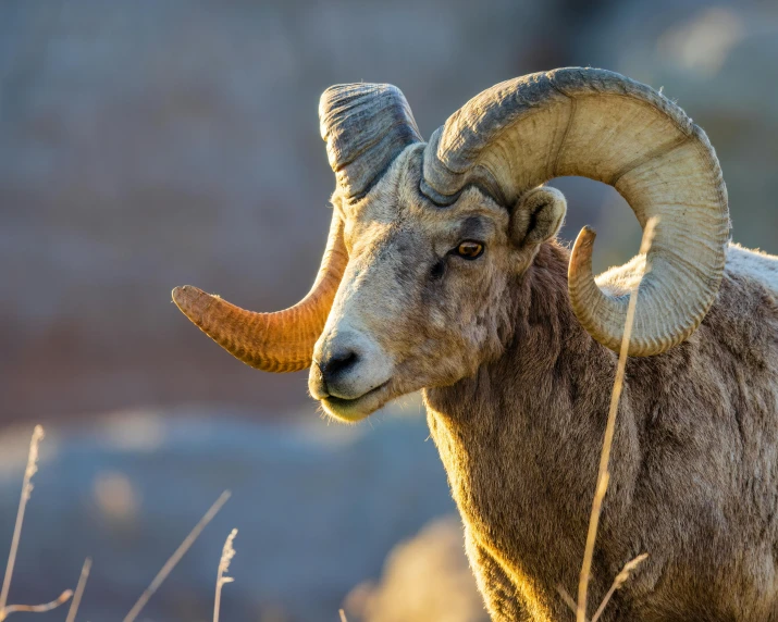 a ram with large horns is standing in a field