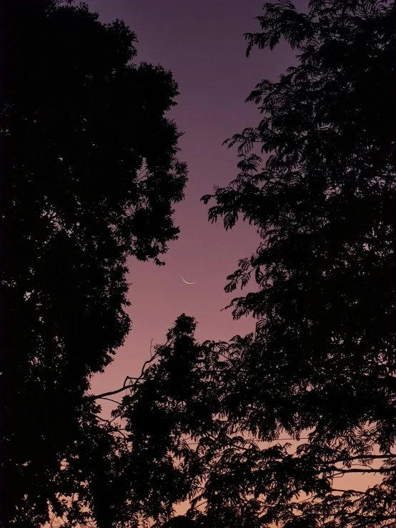 a tall tree is next to a purple sky