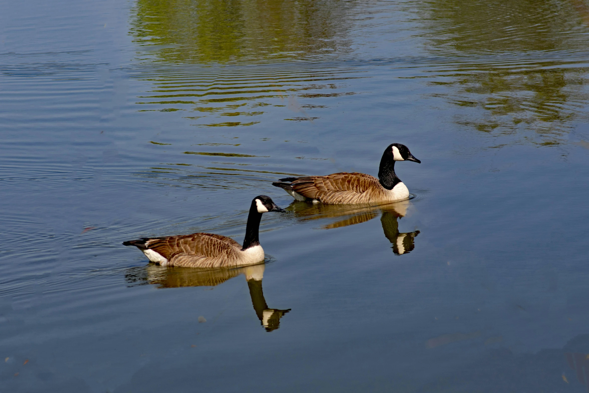 three geese in the water with their reflection