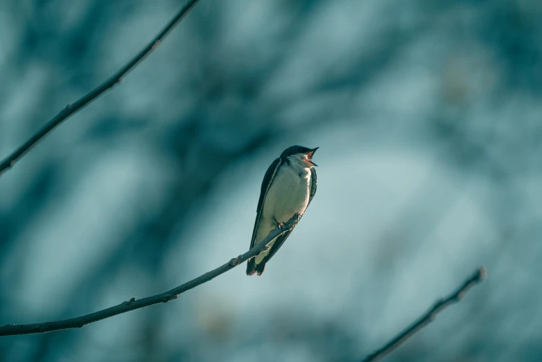 a small bird sitting on top of a nch in a tree