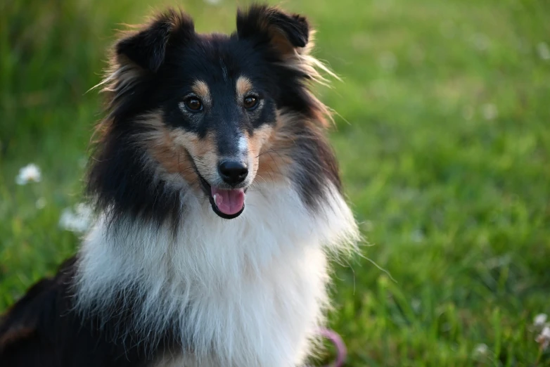 an adult collie sits in the grass on a sunny day