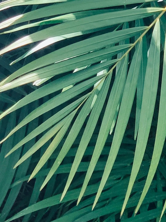 a large palm leaf sits in front of the sun