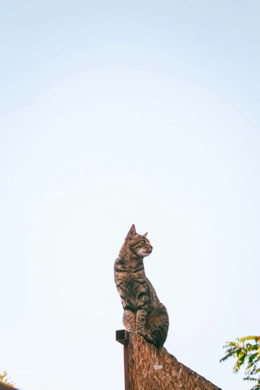 a cat sits on a ledge of an old building