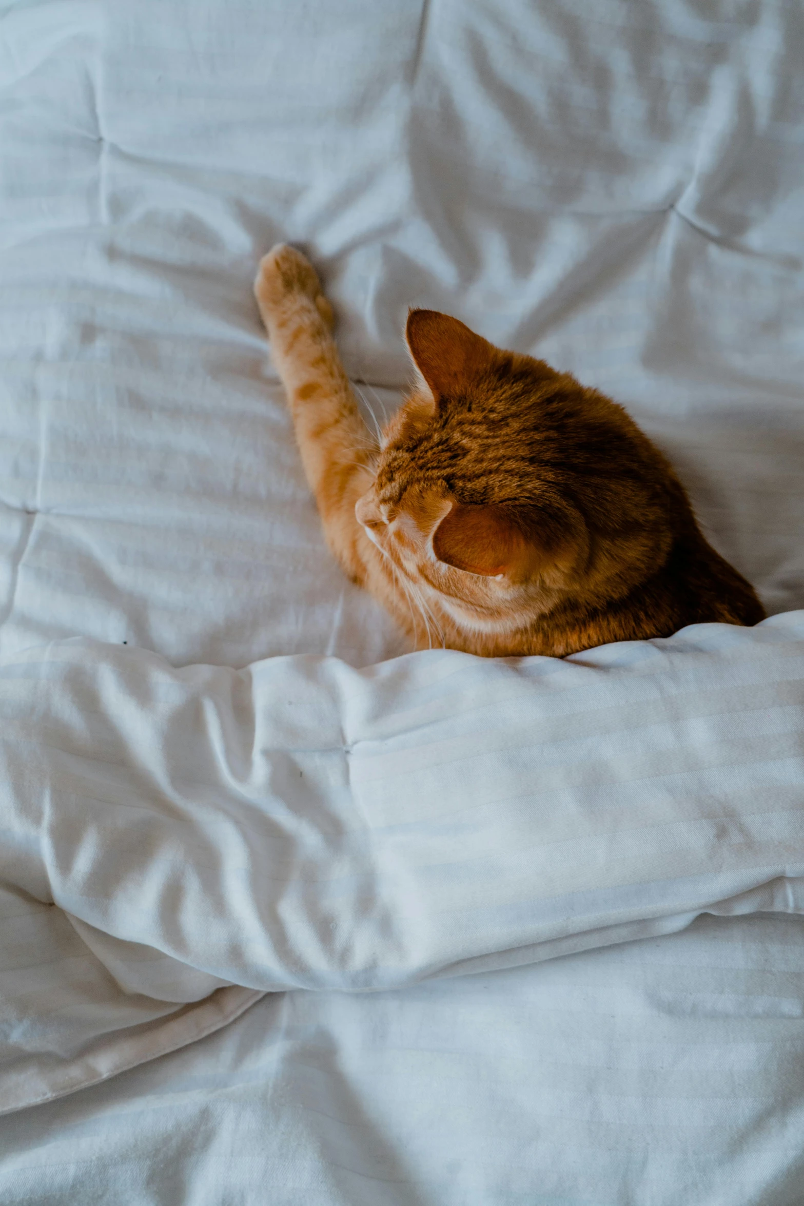 an orange cat laying on top of a bed with a white comforter