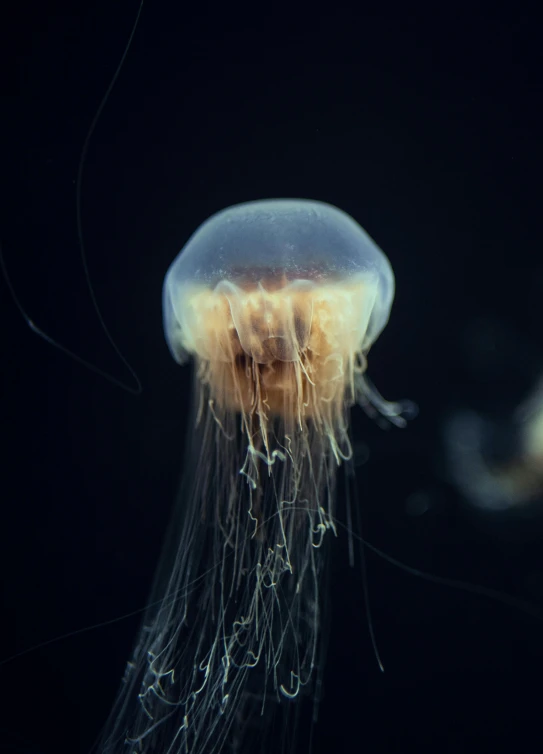 the underside of a jellyfish floating on black