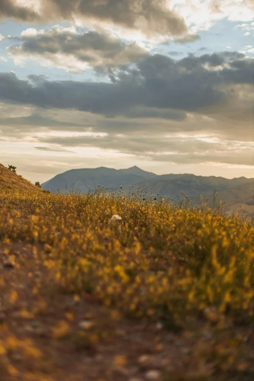 a hill with yellow flowers and a cloudy sky