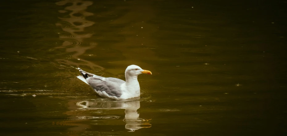 the duck is swimming through the water at dusk