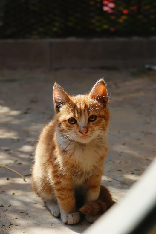 a brown kitten sits on the ground looking at the camera