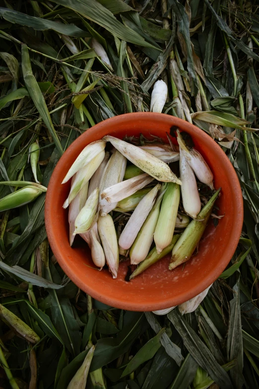 bowl on the ground full of cut up onion wedges