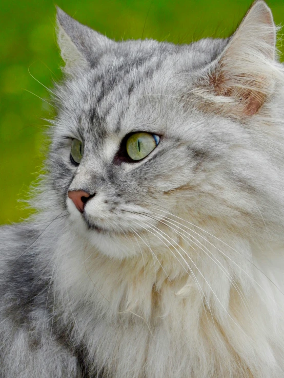 a close up of a gray cat with green eyes