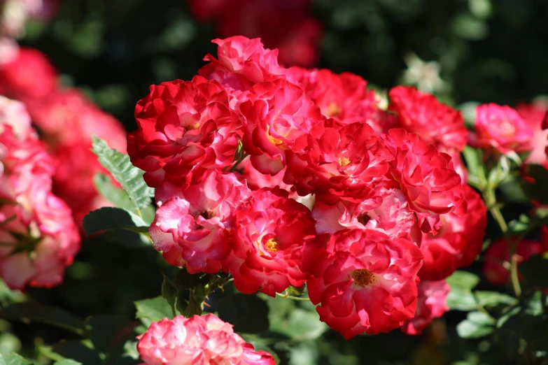 red flowers with green leaves in the sun