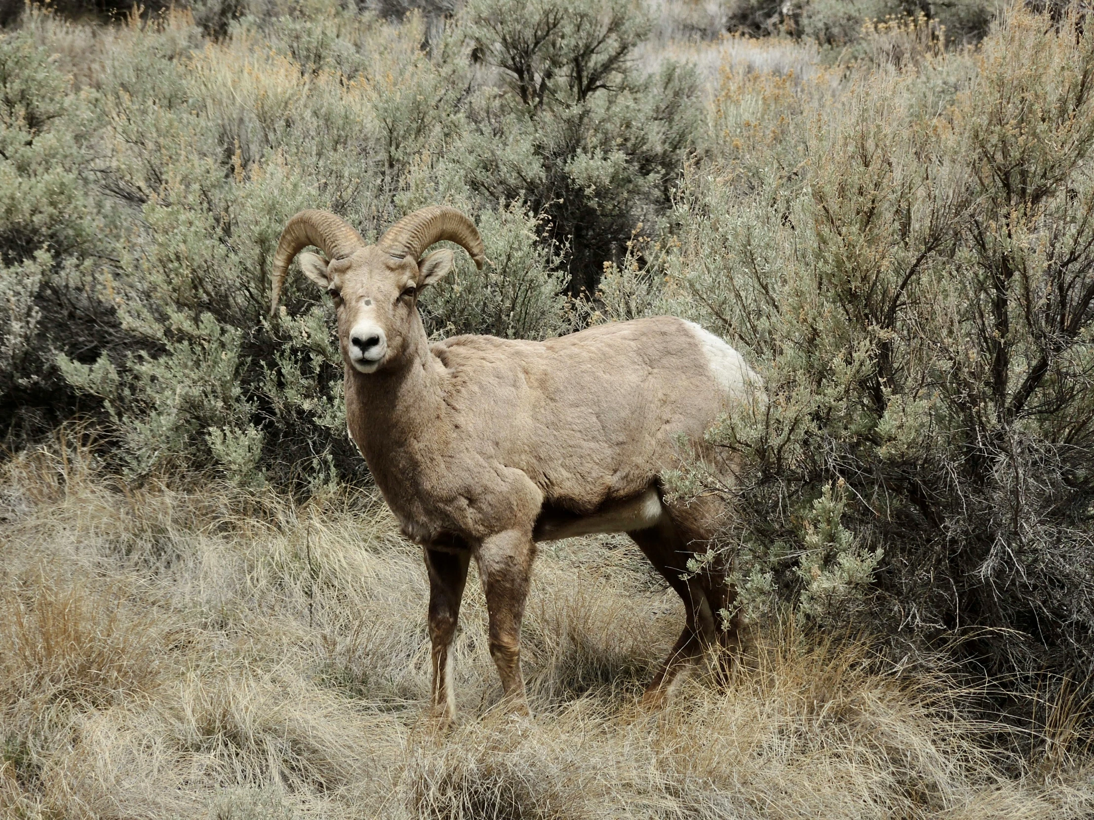 a rams with long horns looking off into the distance in an outcroppy field