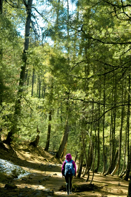 a person with backpack on a path in the woods