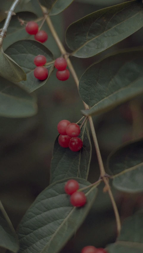 a nch of a bush with several red berries