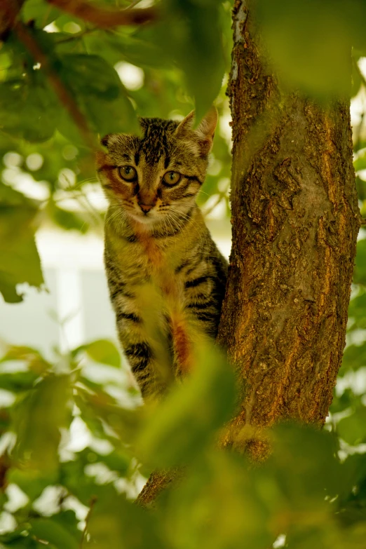 the kitten is sitting in the middle of the tree