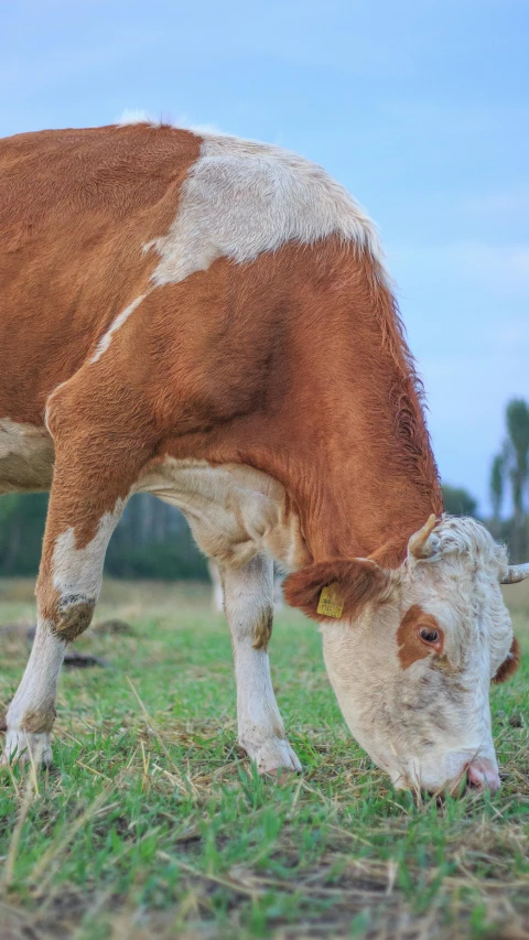 a brown and white cow grazing in the grass