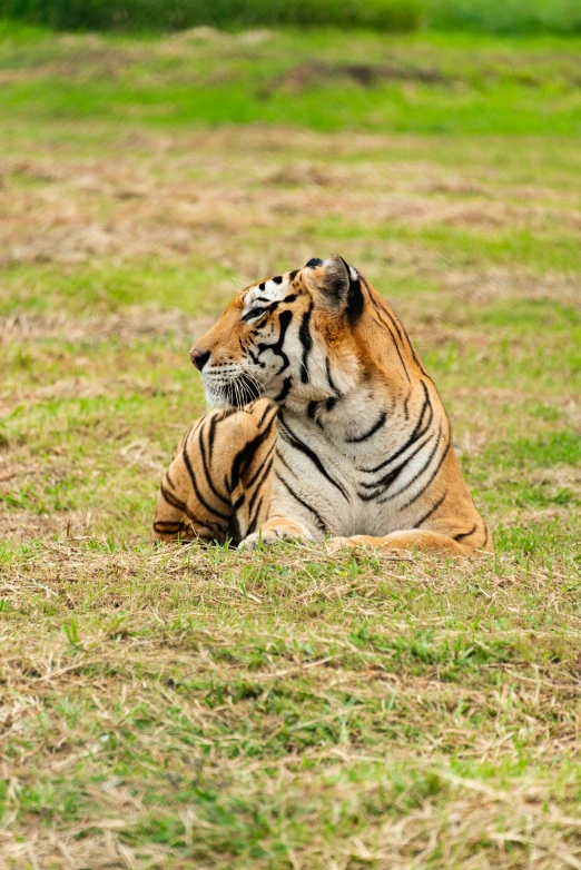 a tiger lying down on the ground with its mouth open