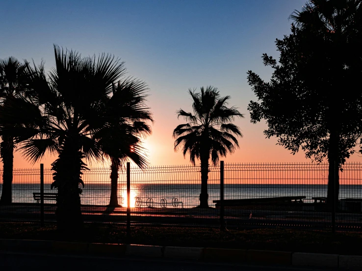 a sunset view taken through palm trees near the ocean