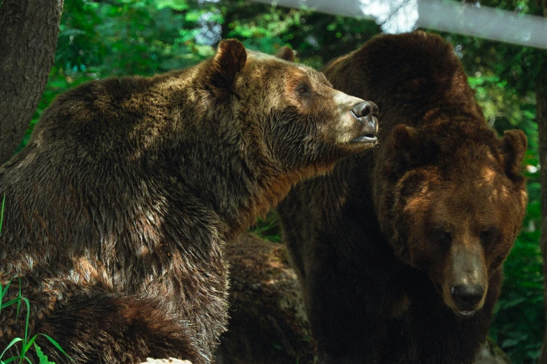two brown bears are standing close together outside