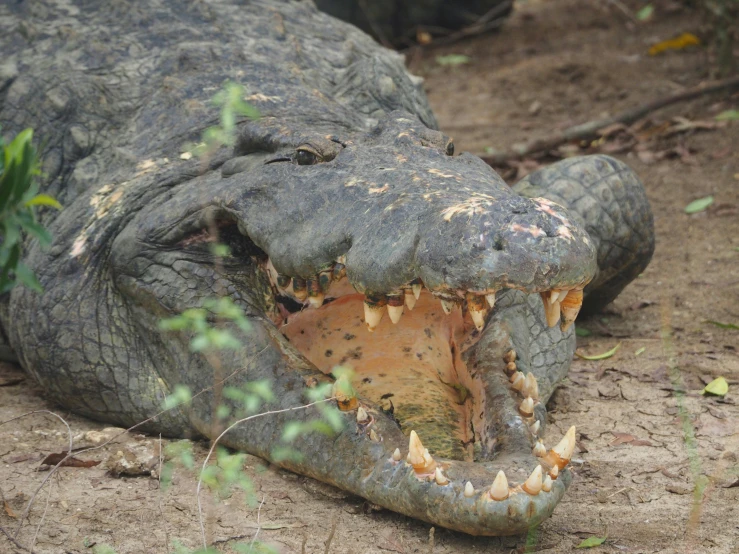 an alligator with it's mouth open is resting in the dirt