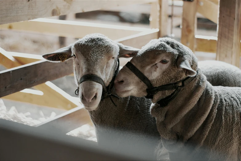 two sheep kissing on the head in a stable