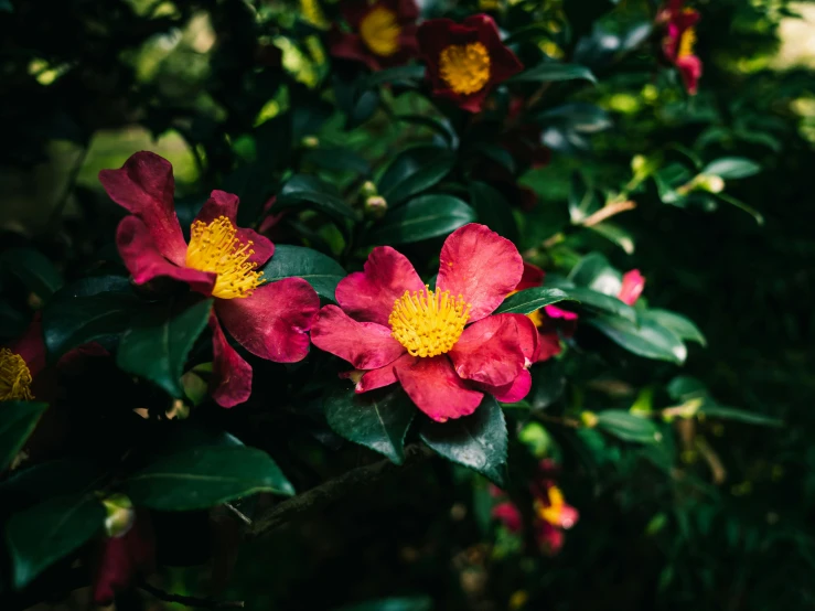 some flowers that are growing on a bush