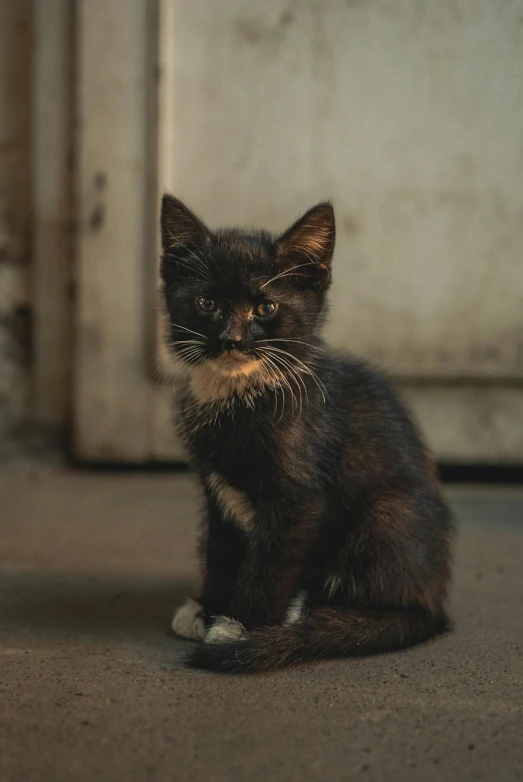 the kitten has small whiskers on it's head