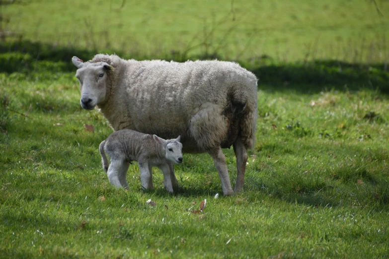 an adult sheep standing next to a young sheep