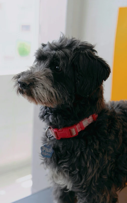 a black dog with red collar standing in front of a window