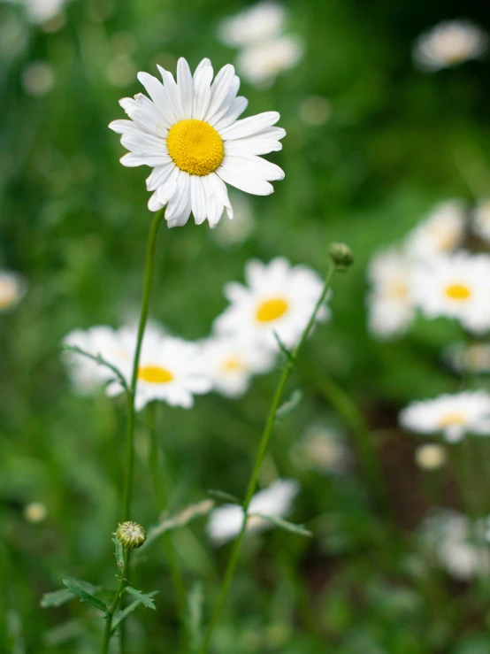 an image of white flowers with yellow centers