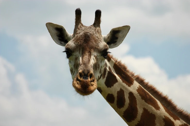 a giraffes face with clouds in the background
