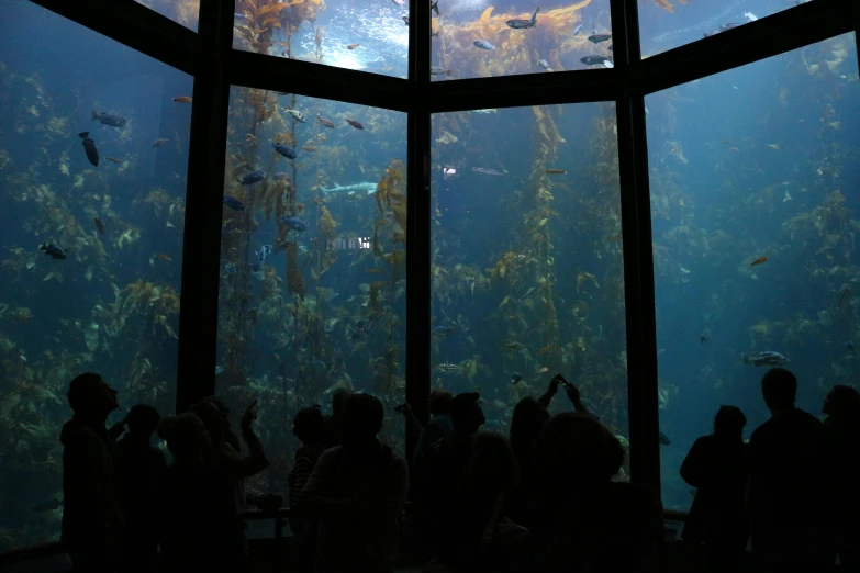 an aquarium with several people looking at fish