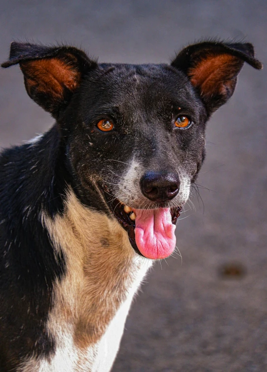 the black and white dog is smiling for the camera