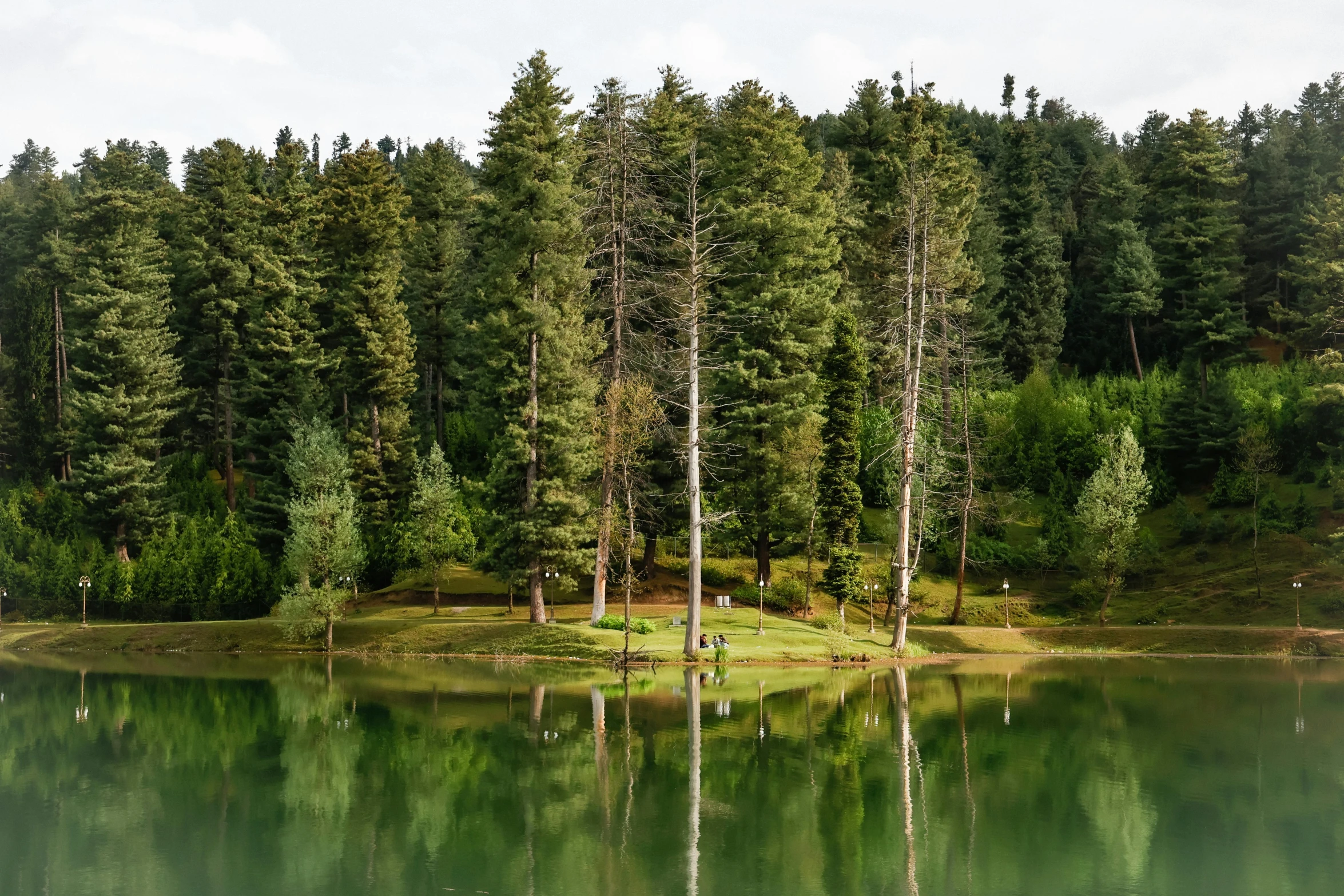 a tree lined lake surrounded by evergreen forest