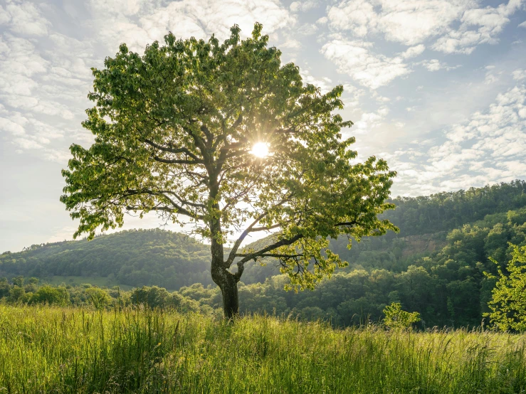 a lone tree in the middle of nowhere on a sunny day