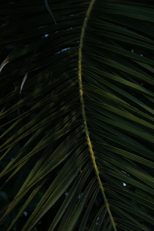 the top of an unfurnished, large palm tree with drops of water on it