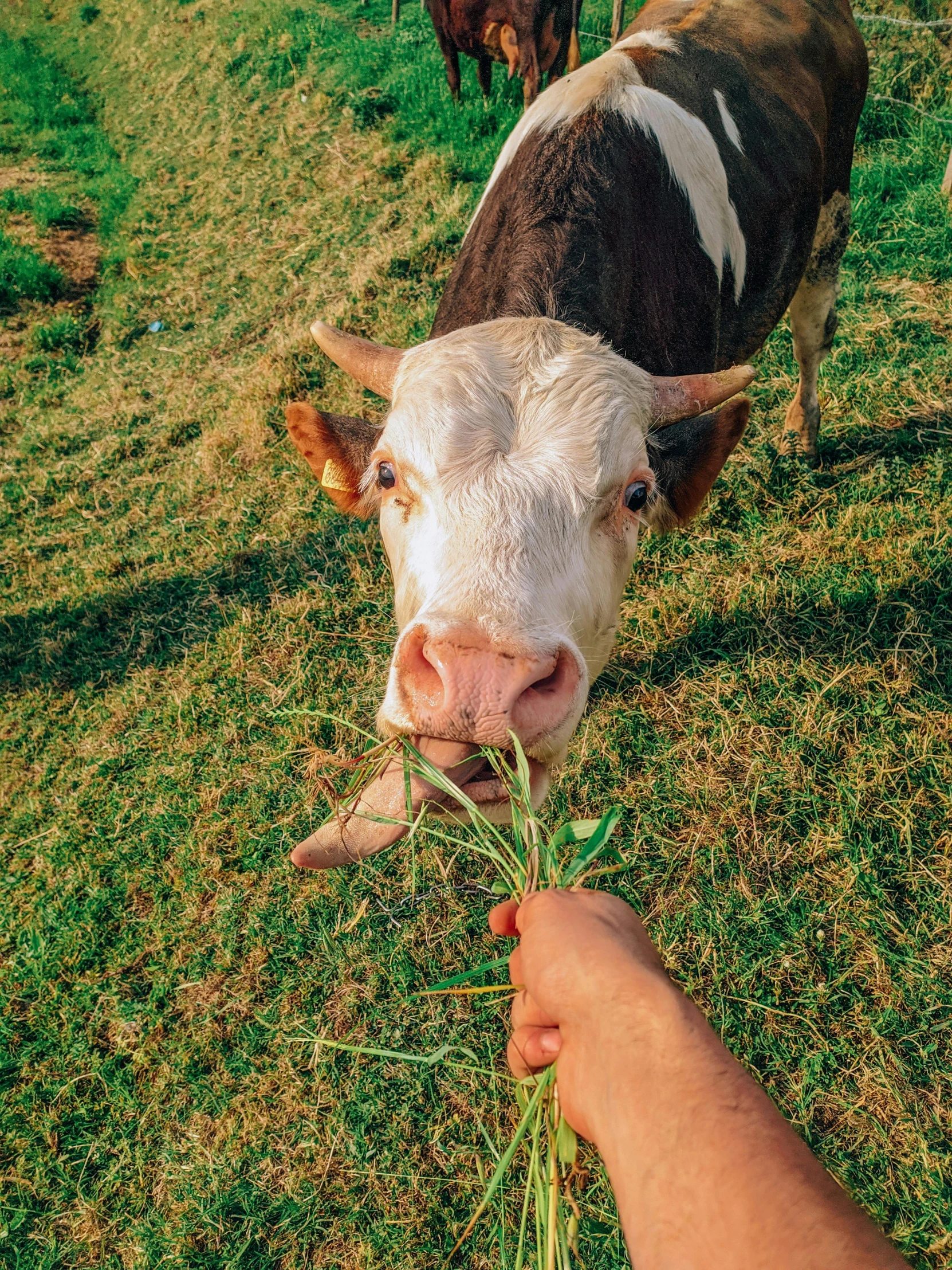 a man's hand feeds grass to a brown and white cow