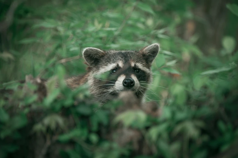 a ra peaking out of the vegetation