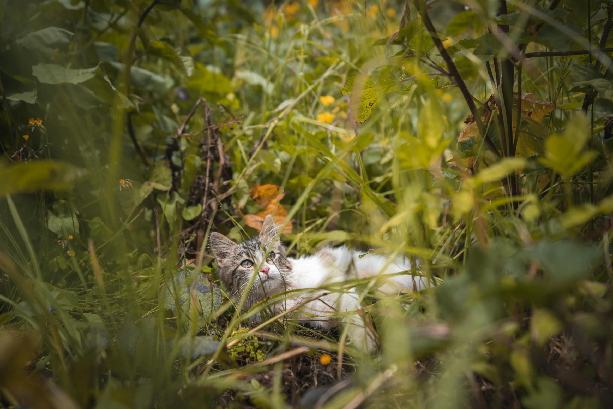 cat is lying in the grass with it's head peeking out