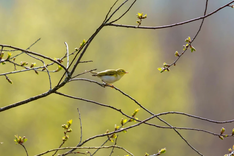 a small bird perched on top of a tree nch