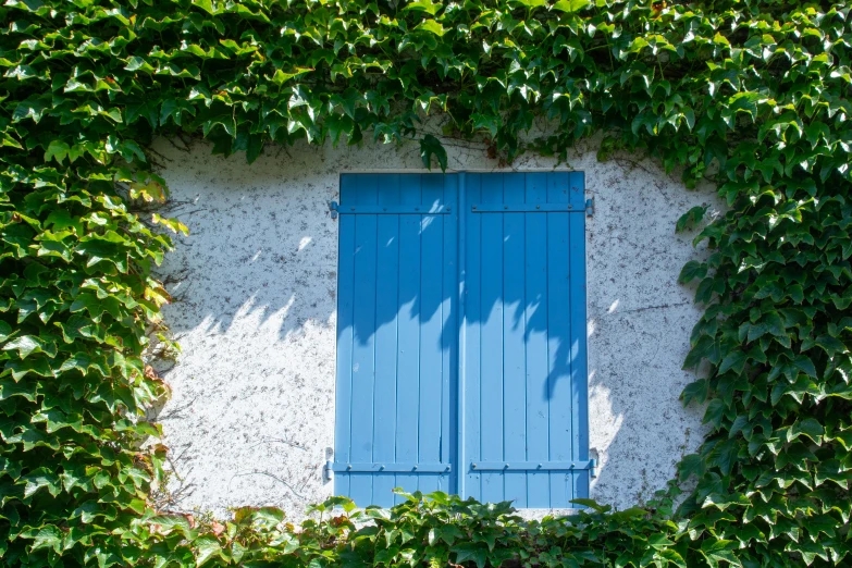 a blue window and a green vine growing on a building