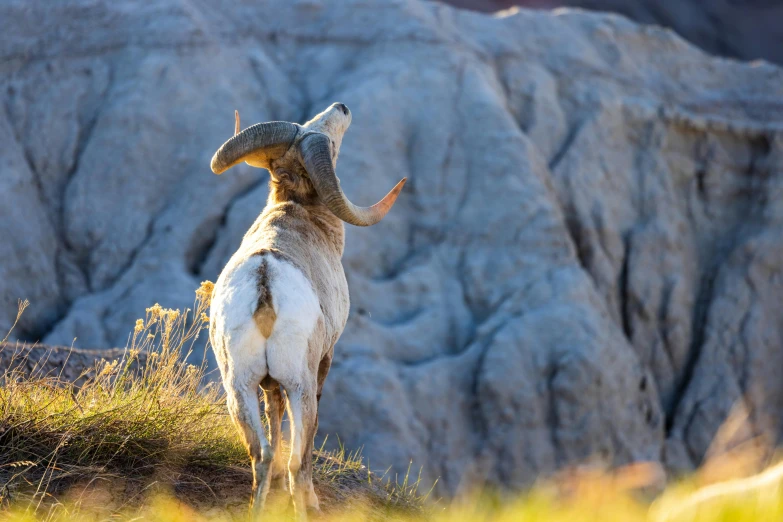 an animal with its head raised looking into the sky