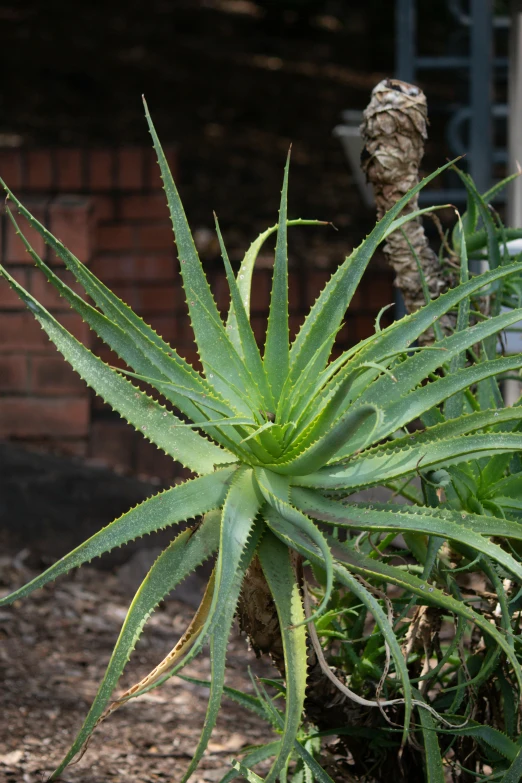 large aloem in a pot with a brick wall